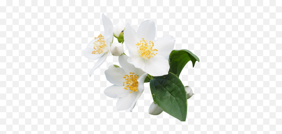 Jasmine Flower Png Transparent Free For - Jasmine Flower Png,Blossom Png