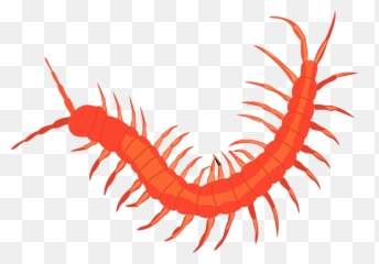 8cg6l4kni - Centipede Png,Centipede Png