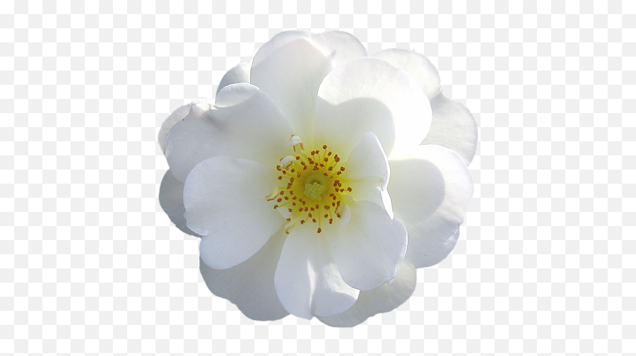 White Roses Png Picture 824850 Flower - White Rose,White Rose Transparent Background