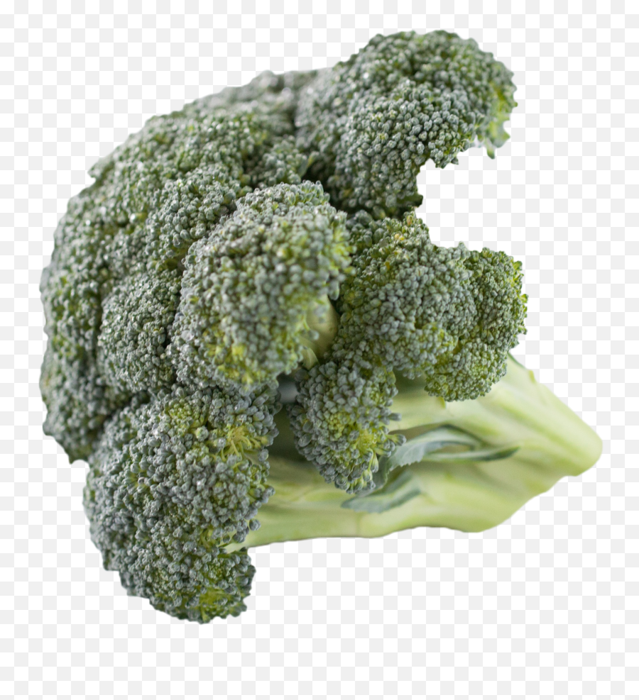 Broccoli - Mold On Broccoli Png,Brocolli Png