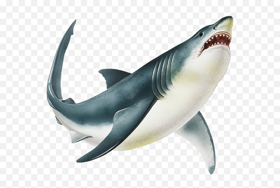 Shark Png Image Transparent Background - Transparent Background Shark Png,Shark Transparent Background