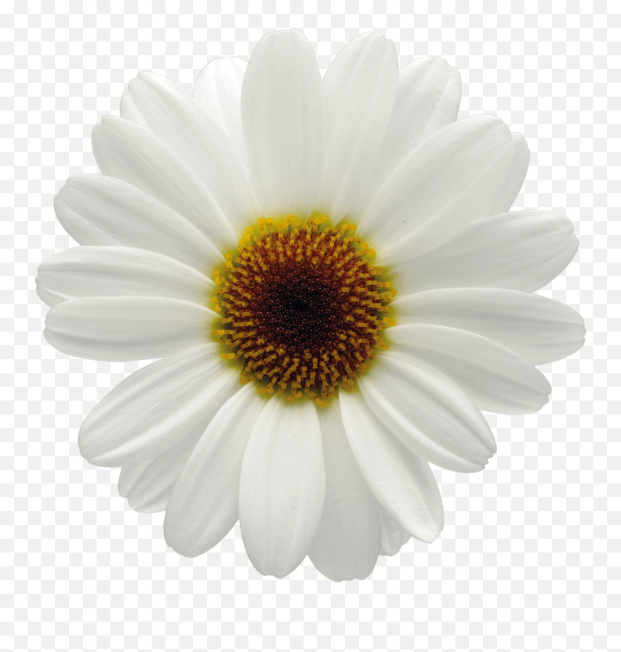 Grandaisy White Big Bright Bold Argyranthemums - Big White Daisy Png,Plant Top View Png