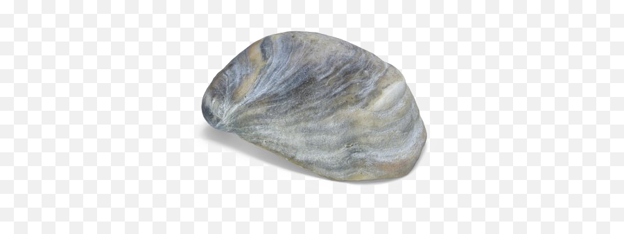 Seashell Download Transparent Png Image Arts - Cockle,Seashell Transparent