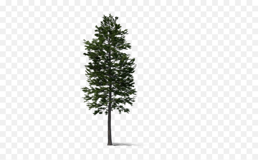 Fir - Tree Png Hd Quality Png Play Tall Pine Tree Png,Spruce Tree Png