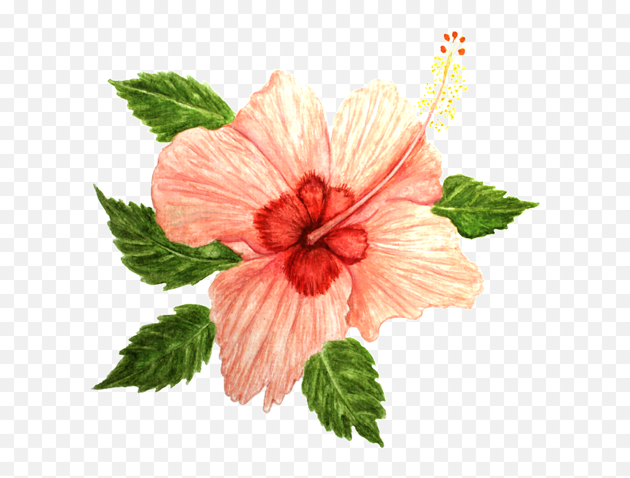 Hibiscus Flower - Free Image On Pixabay Hawaiian Hibiscus Png,Hibiscus Flower Png