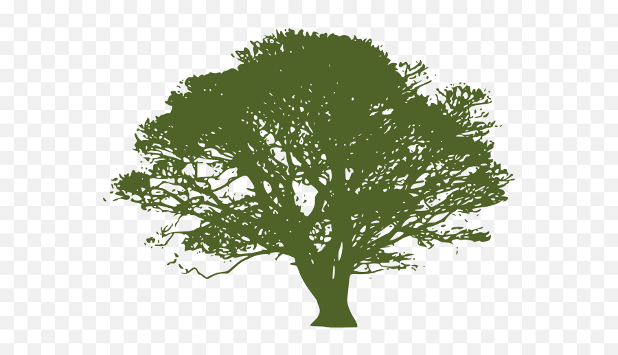 Green Tree Lime - Transparent Oak Tree Silhouette Png,Green Tree Png