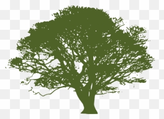 Green Tree Lime - Transparent Oak Silhouette png