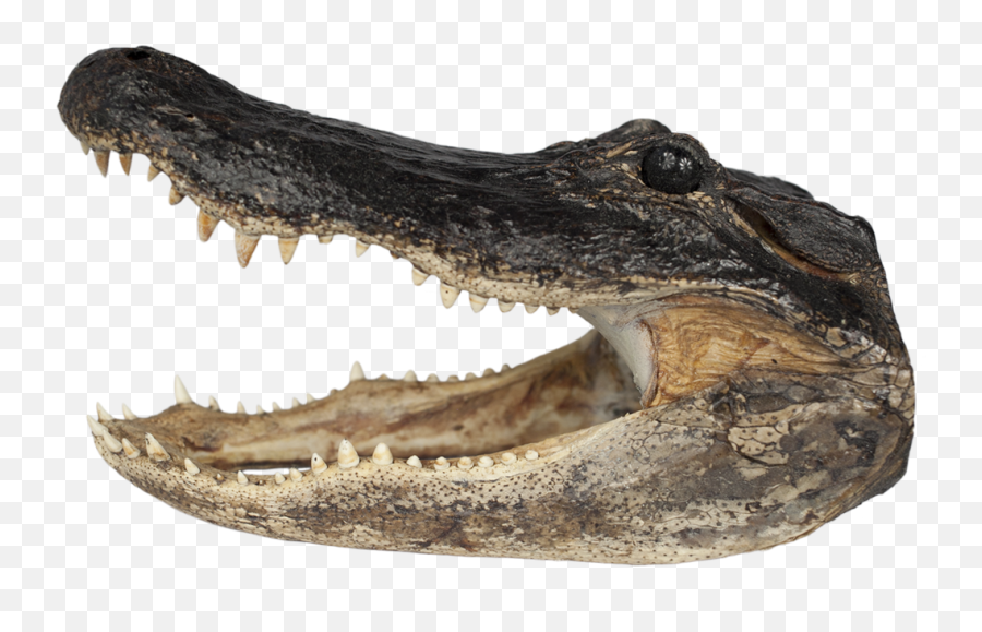 Xxl Gator Head Png Alligator Transparent