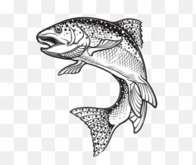 Rainbow Trout Drawing Png Free - Realistic Fish Jumping Drawing,Trout Png