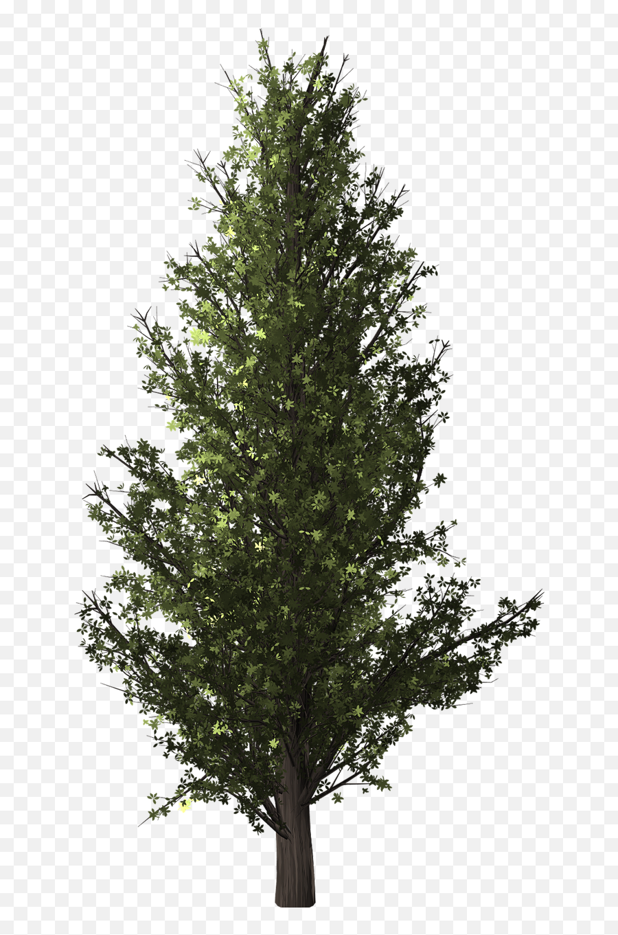 Tree Clip Art Forest Plants Image - Forest Tree Transparent Background Png,Forest Tree Png