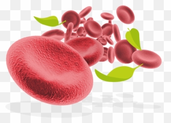 Download Red Blood Cells And Leaves - Red Blood Cell Png,Cell Png