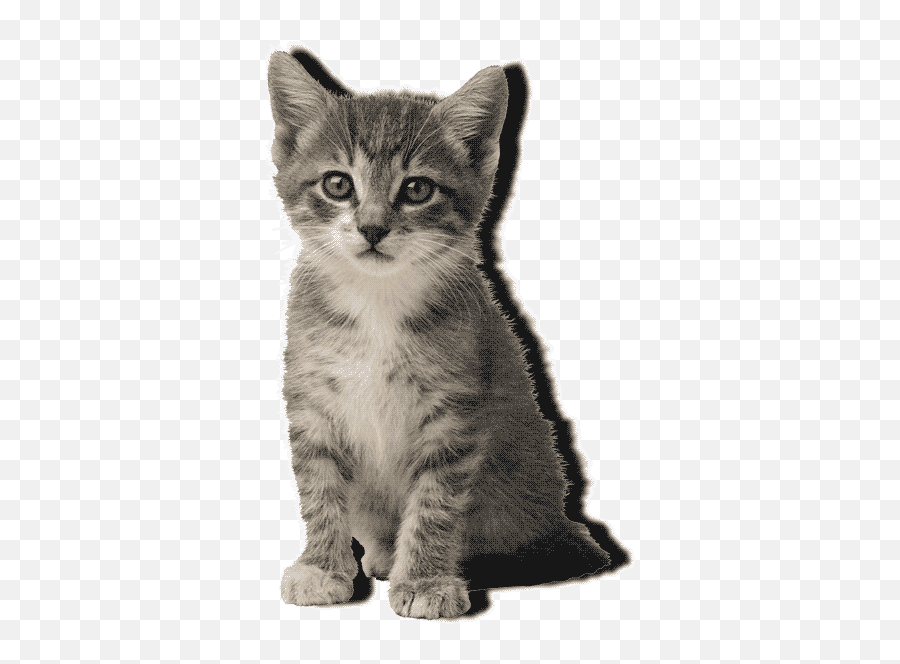 Top Tabby Cat Stickers For Android - Cat Meow Gif Transparent Png,Dancing Cat Gif Transparent