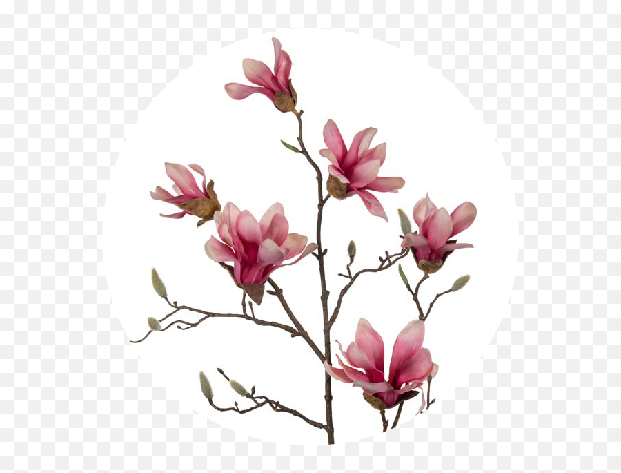 Download White - Pink Chinese Magnolia Png Image With No Transparent Pink Magnolia Flower,Magnolia Png