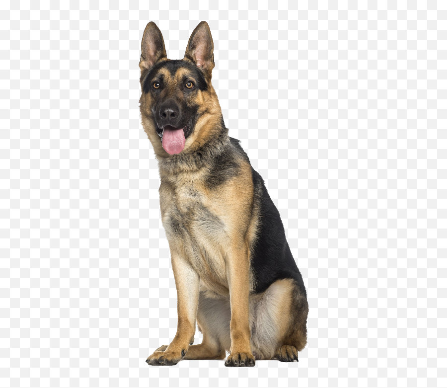 German Shepherds - Pastor Alemão Sentado Png,German Shepherd Transparent