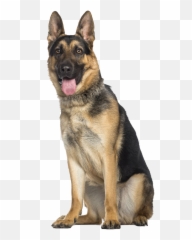 German Shepherds - Pastor Alemão Sentado Png,German Shepherd Transparent