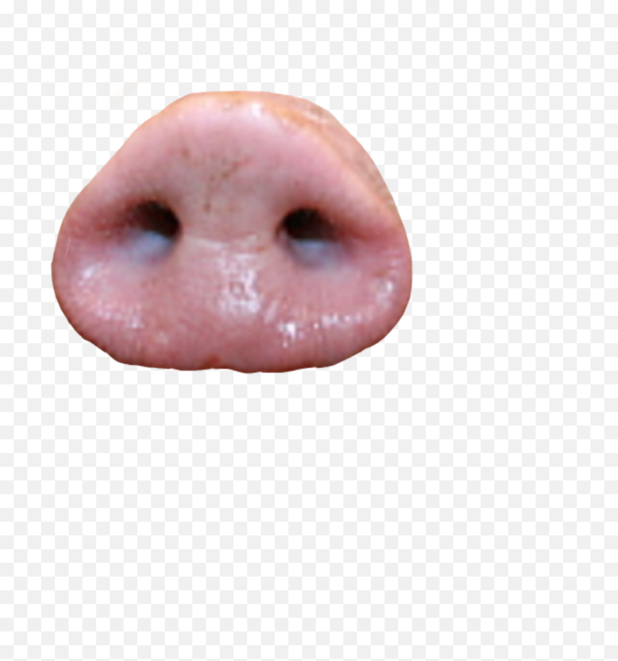 Pig Snout Png Hd - Pig Nose Png,Nose Png