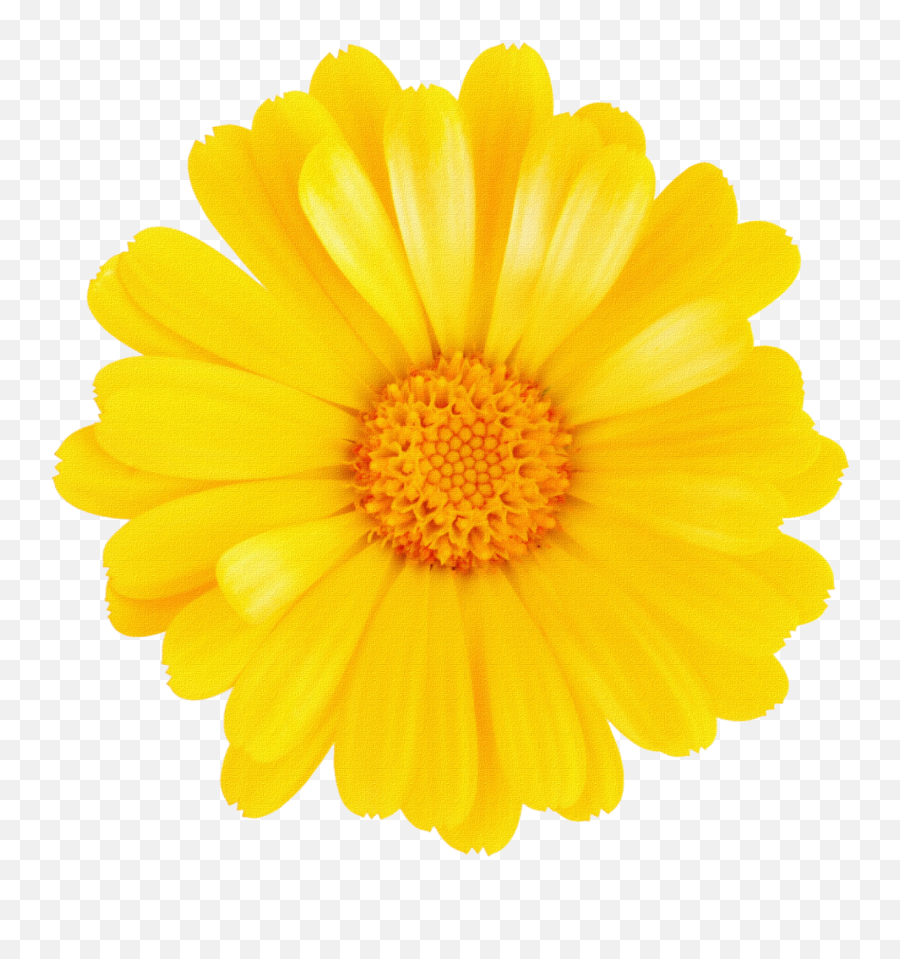 Download Margaritas Png Para Montajes - One Flower Without Background,Yellow Flower Transparent Background