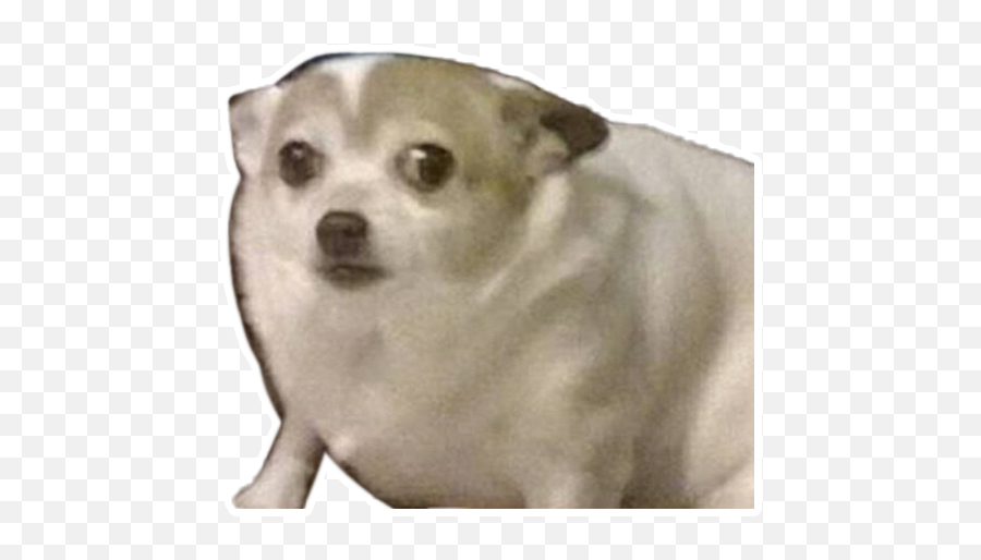Dog Meme Face Png Free And Transparent Images - Scared Dog Meme,Lol Cat/dog Icon