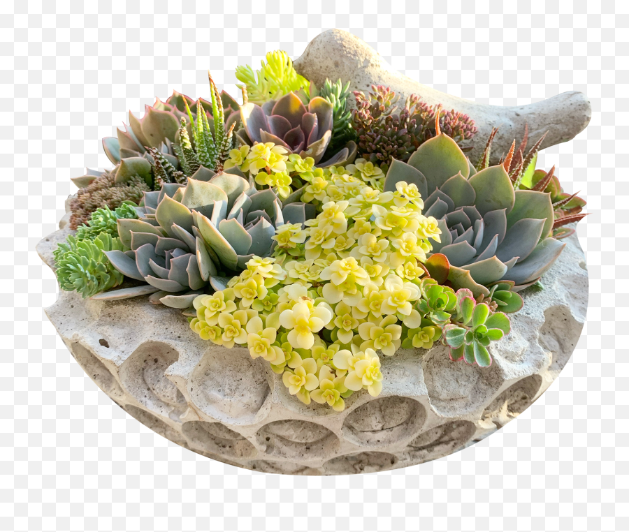 Floral Collections - South Hill Succulents Echeveria Elegans Png,Succulent Icon Transparent