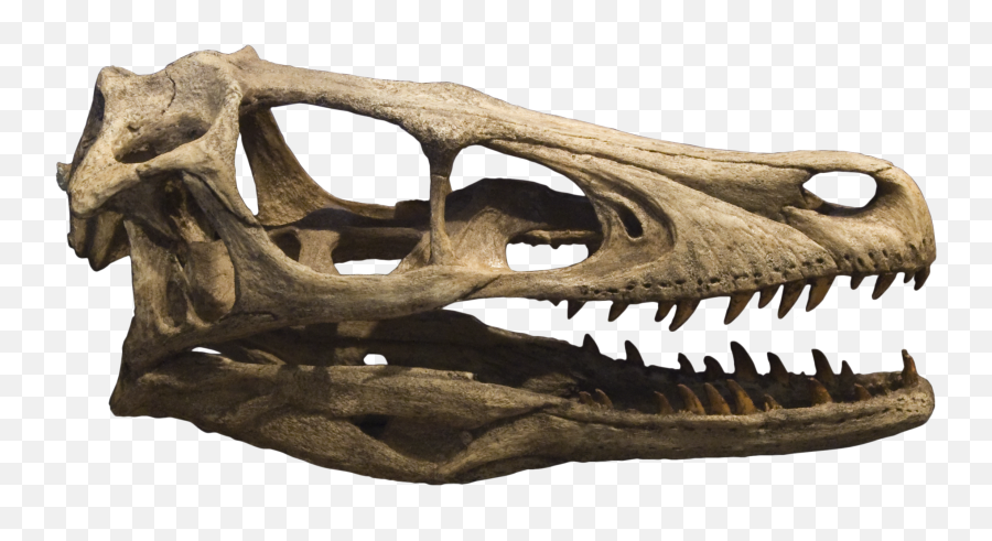 Dinosaur Skull Transparent U0026 Png Clipart Free Download - Ywd Velociraptor Skull Png,Komodo Dragon Png