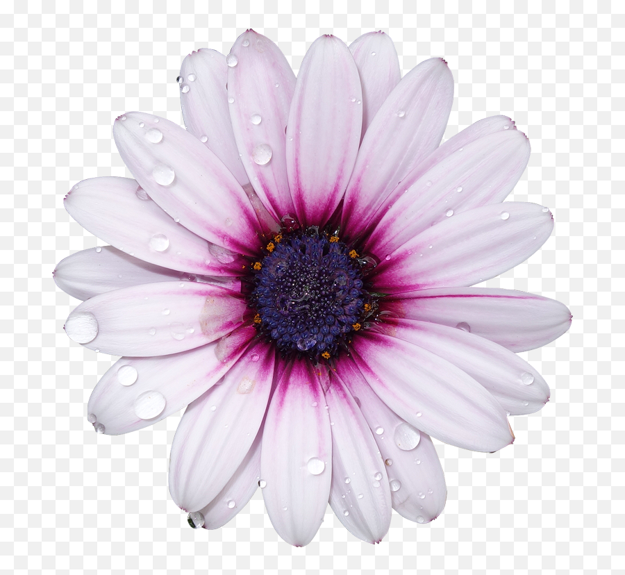 Download Hd Freetoedit Png Flower With - Transparent Background Flower Png,Flower Transparents