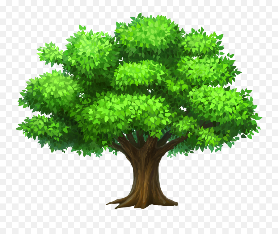 Rainforest Trees Transparent U0026 Png Clipart Free Download - Ywd Tree Clipart Png,Tree Canopy Png