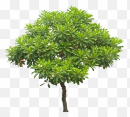 Mango Clipart Top View - Cerbera Manghas png