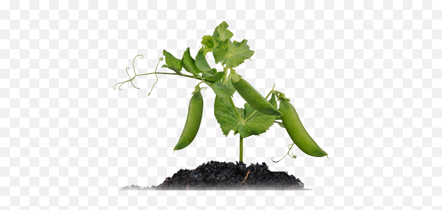 Recipes - Yes Peas Snap Pea Plant Png,Peas Png
