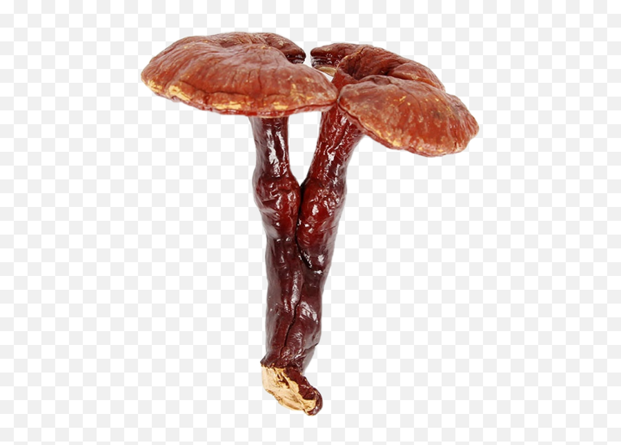 Reishi Lingzhi Mushroom Pieces Cure With Earth - Lingzhi Mushroom Png,Mushroom Png