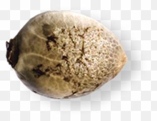 Sage Feminized Marijuana Seeds - Pacific Seed Bank Weed Seeds Png,Seed Png
