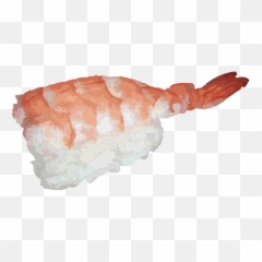 Japanese Sushi Asian - Free Vector Graphic On Pixabay Ebi Sushi Png,Shrimp Png