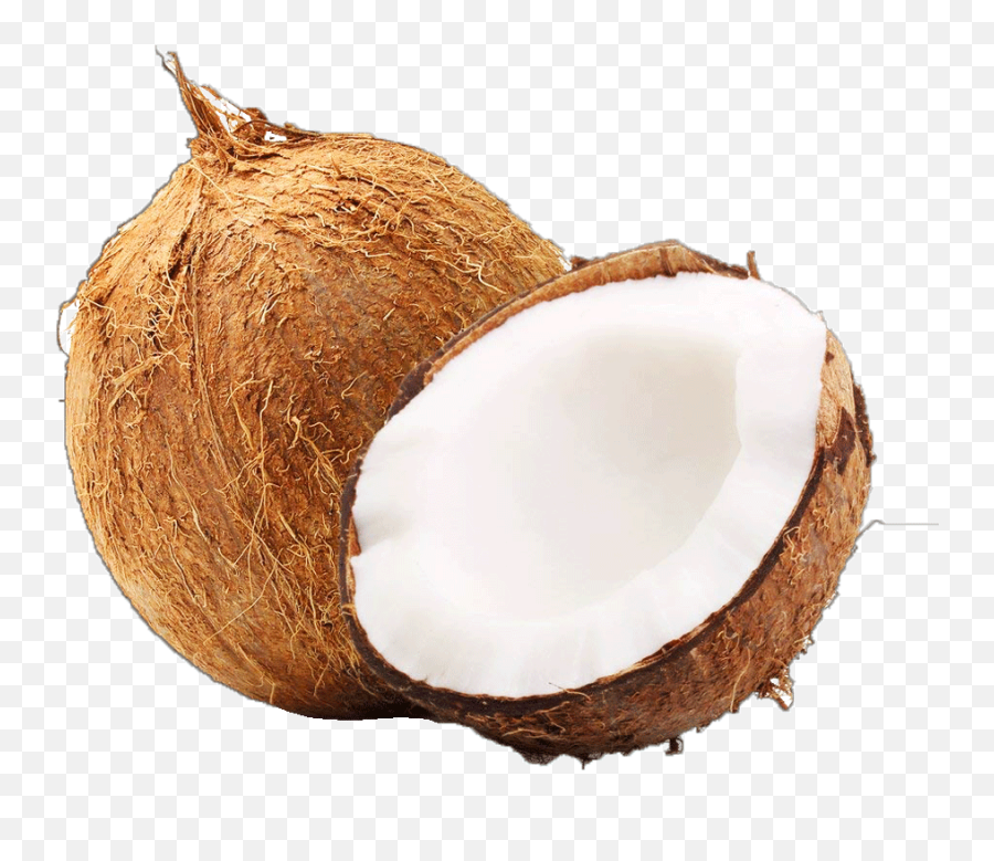 Free Transparent Coconut Download - Outer Shell Of Coconut Png,Coconut Png