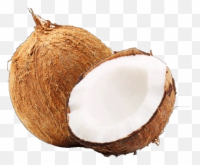 Free Transparent Coconut Download - Outer Shell Of Coconut Png,Coconut Png
