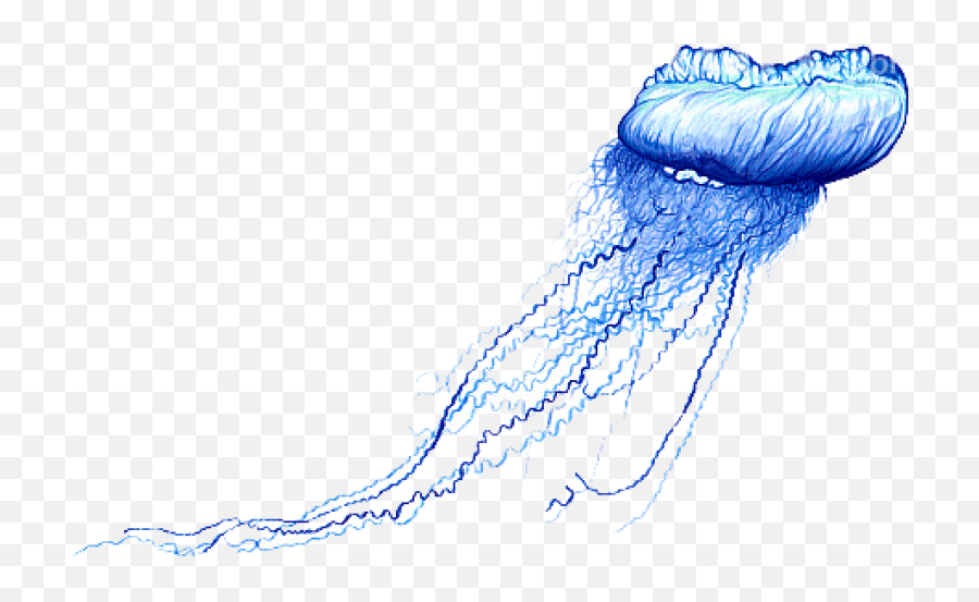 Blue Bottle Jellyfish Png Images - Blue Bottle Jellyfish Drawing,Jellyfish Transparent Background