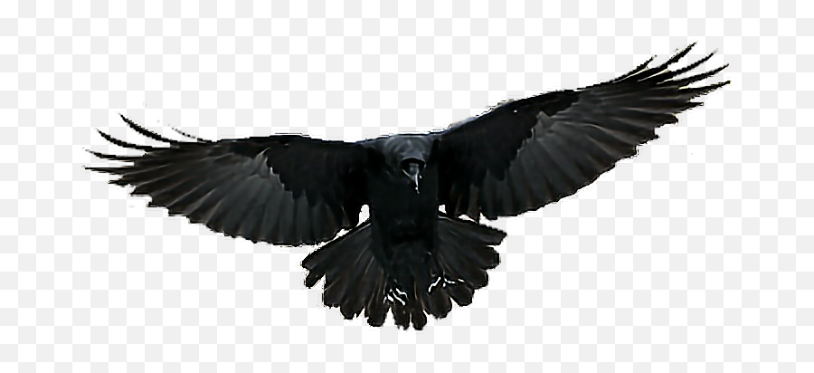 Transparent Background Crow Flying Png - Flying Crow Transparent Background,Crow Transparent