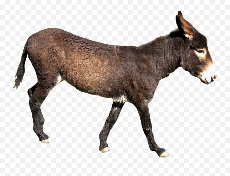 Donkey Png - Donkey With Transparent Background,Donkey Png