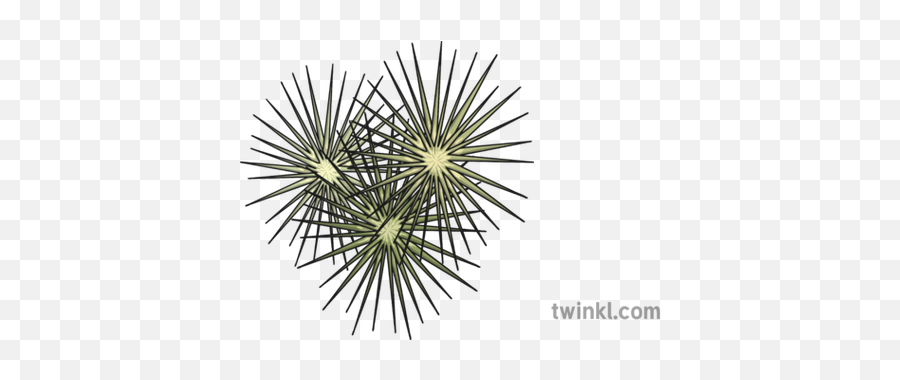 Tumbleweed Illustration - Pattern Png,Tumbleweed Png