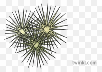 Tumbleweed Illustration - Pattern Png,Tumbleweed Png