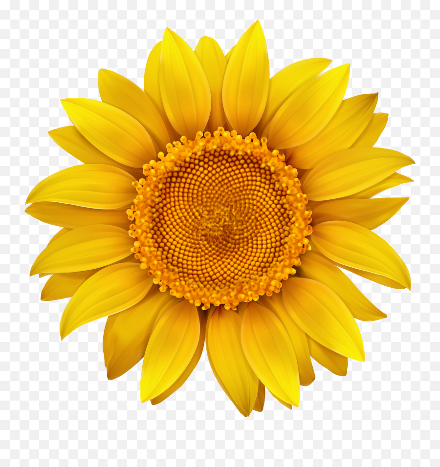 Sun Flower Png Transparent Free For Download Yellow