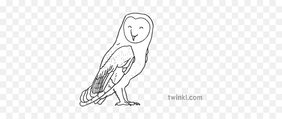 Barn Owl Black And White Illustration - Twinkl Line Art Png,Barn Owl Png