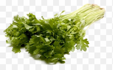 Large Stalk Celery Png - Vegetable,Celery Png