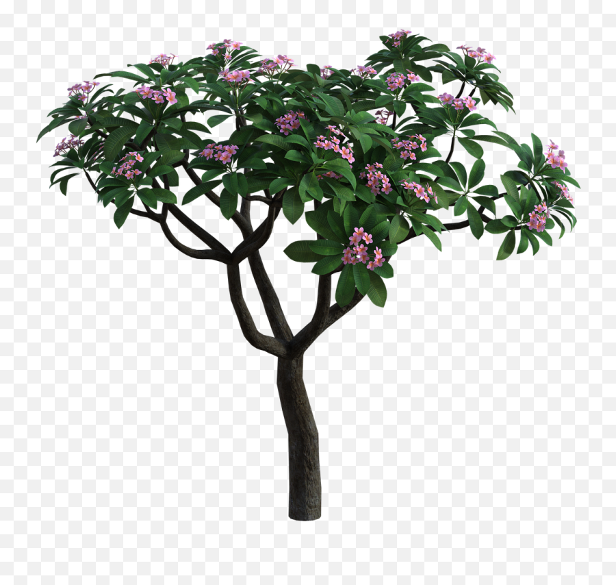 Tropical Bush Flowers - Bougainvillea Png,Flower Bush Png