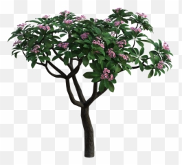 Tropical Bush Flowers - Bougainvillea png