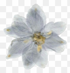 Png Pngs Transparent Sticker By - Portable Network Graphics,Daisies Png