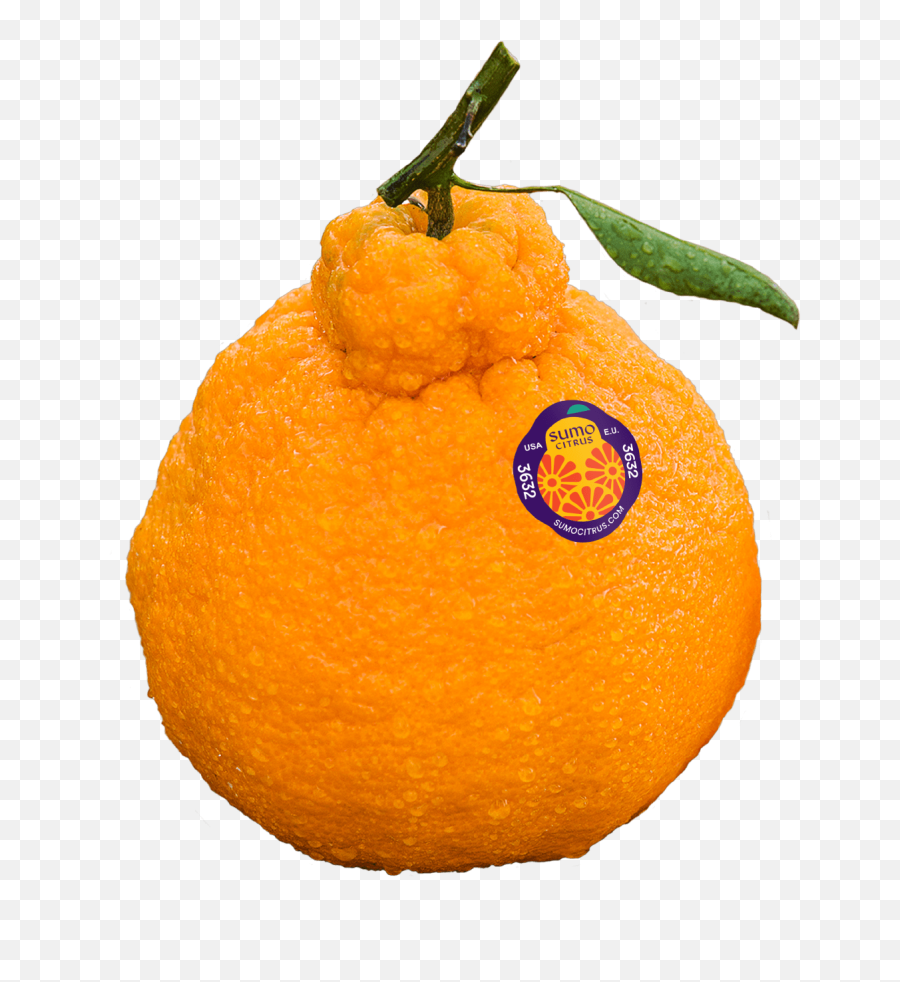 Sumo Mandarin Oranges Hd Png Download - Clementine,Oranges Png
