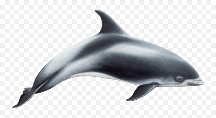 Dolphin Png - White Beaked Dolphin,Dolphin Transparent Background