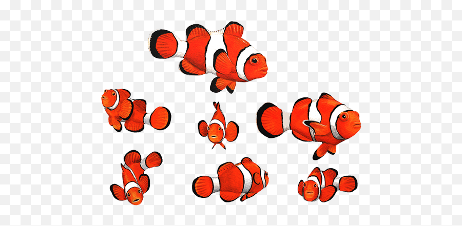 Clownfish Wall Stickers - Wall Decal Png,Clownfish Png