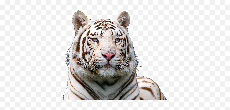 Download White Tiger Free Png - White Tiger No Background,Png Pictures