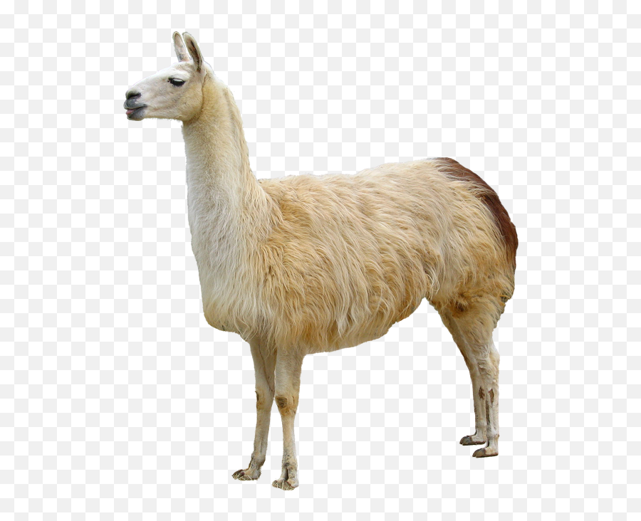 Free Transparent Llama Png Download - Llama Png,Llama Transparent