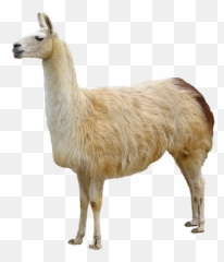 Free Transparent Llama Png Download - Llama Png,Llama Transparent